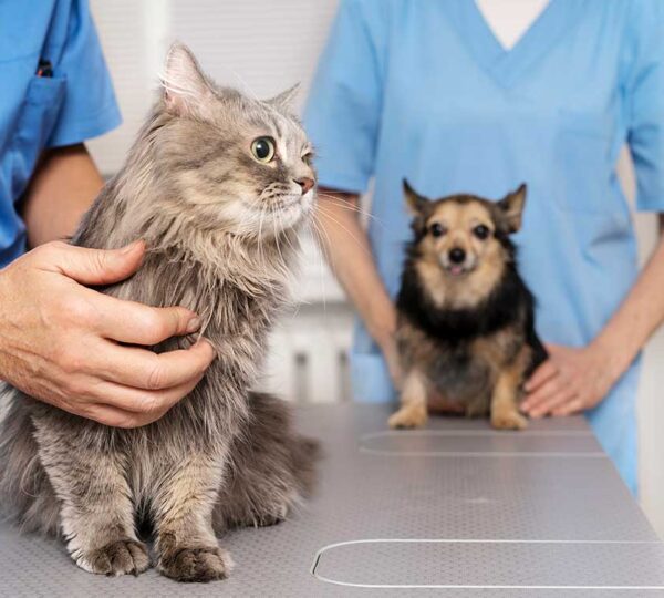 Veterinária em Domicílio - VIVER PET - Taboão da Serra